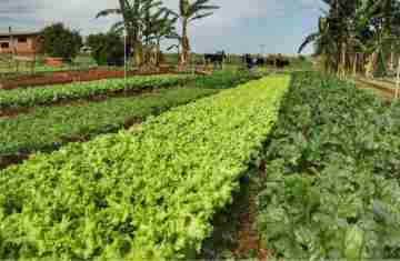  Paraná inicia censo inédito para mapear perfil da agricultura orgânica no Estado